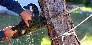 Trusted Woodlake, VA Tree Services Experts